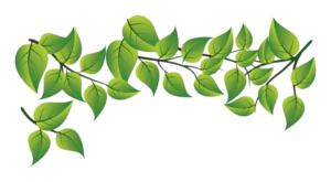 leaves-image leaves
