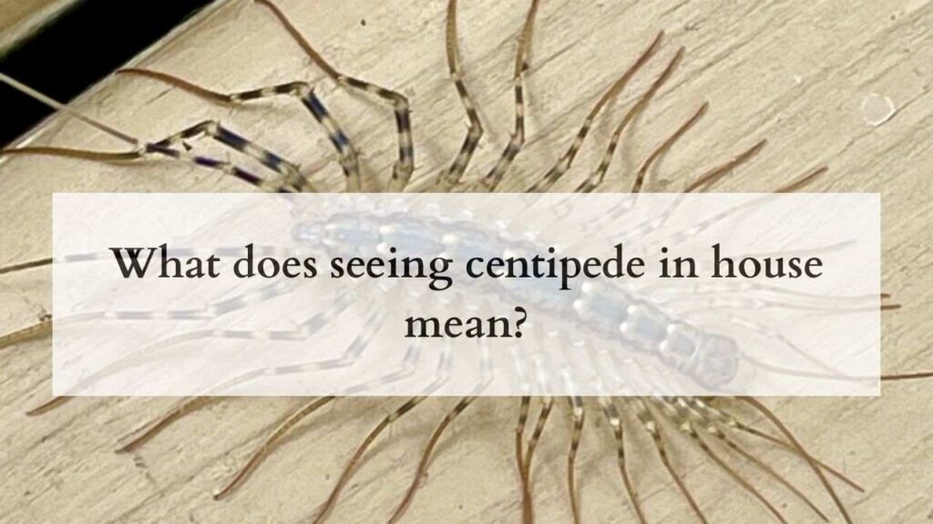 What does seeing centipede in house mean?