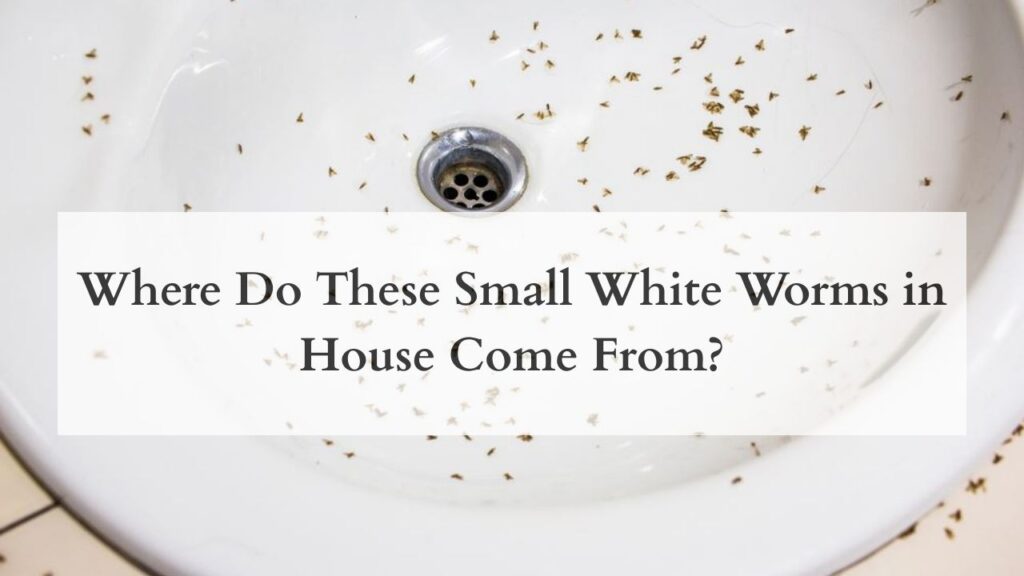 Where Do These Small White Worms in House Come From