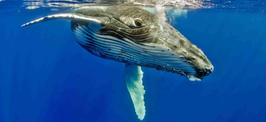 A Humpback Whale