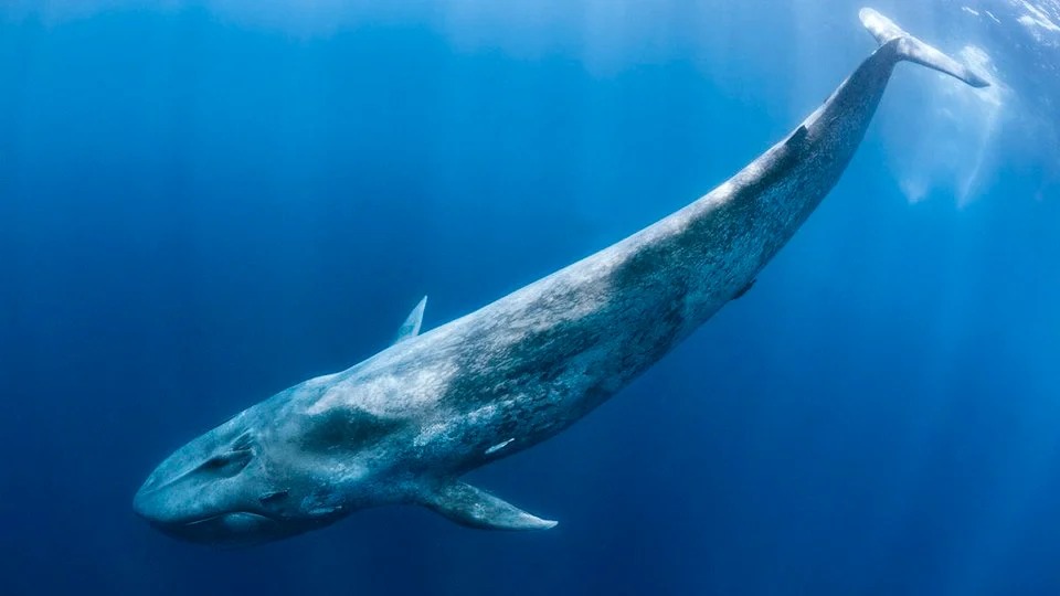 Blue Whale
