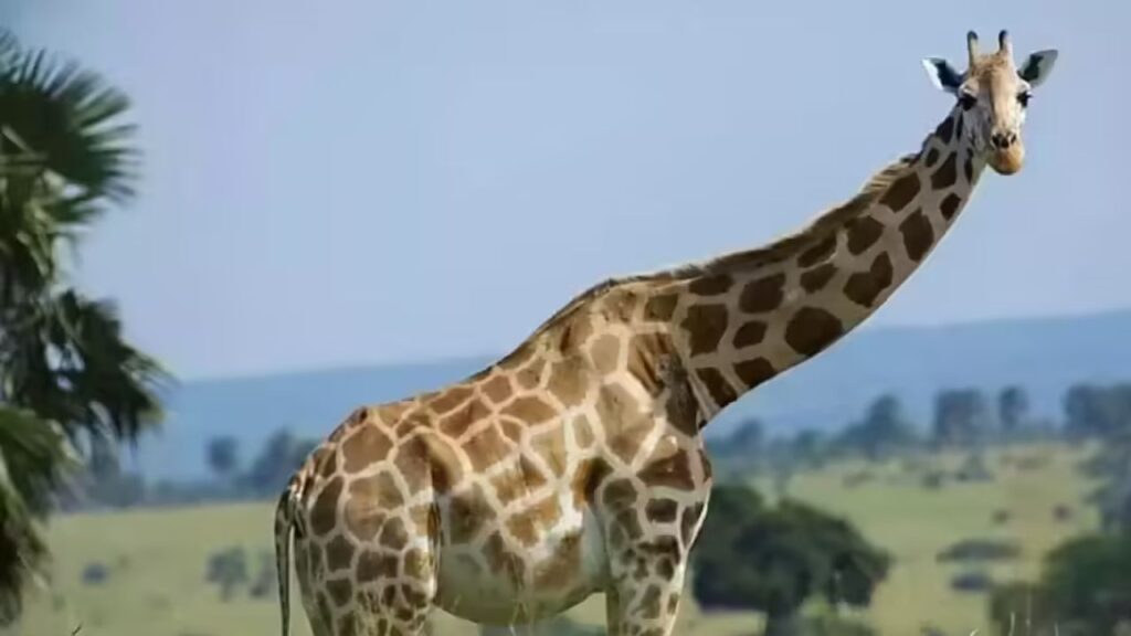 Giant Giraffe Neck