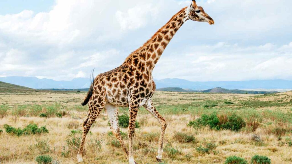 Giraffe