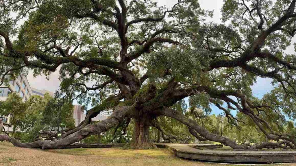 Large Tree Branch