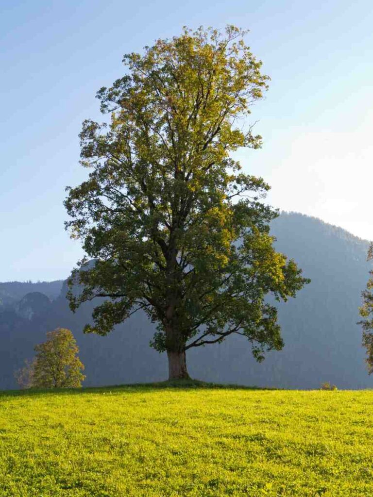 Mature Maple Tree