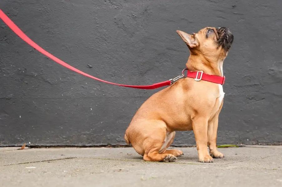 Medium Sized Dog Collar