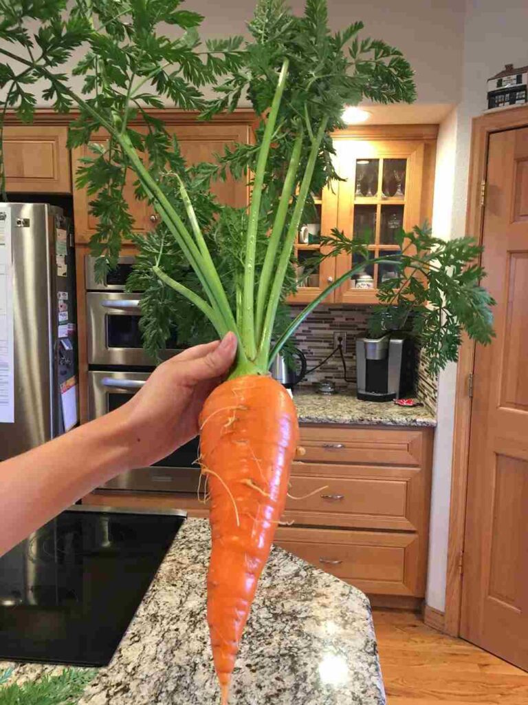 Width-of-a-Large-Carrot
