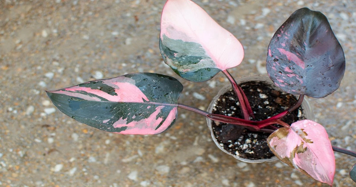 pink princess philodendron
