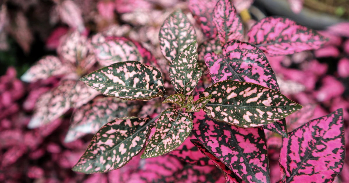 polka dot plant
