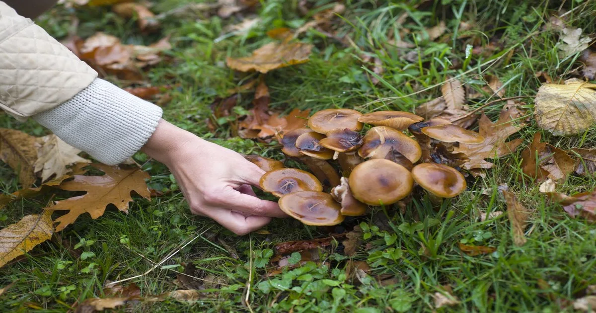 how to get rid of mushrooms in lawn