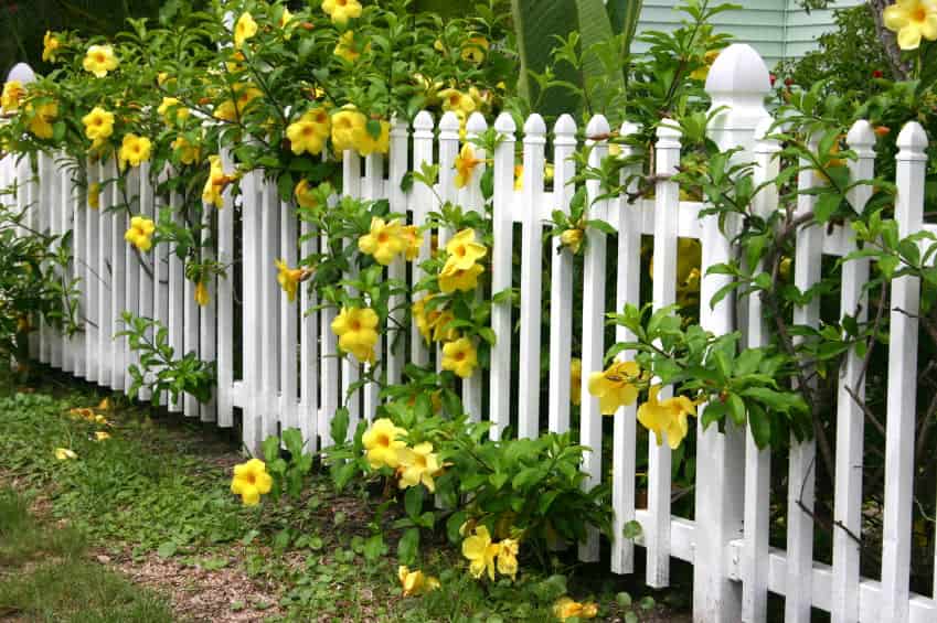 an image of a white wooden fence of a garden