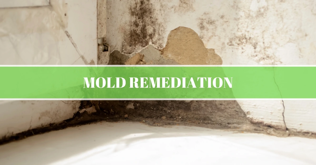 Mold Remediation