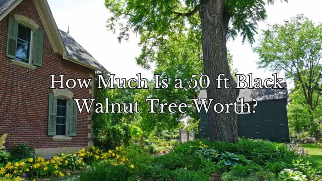 How Much Is a 50 ft Black Walnut Tree Worth