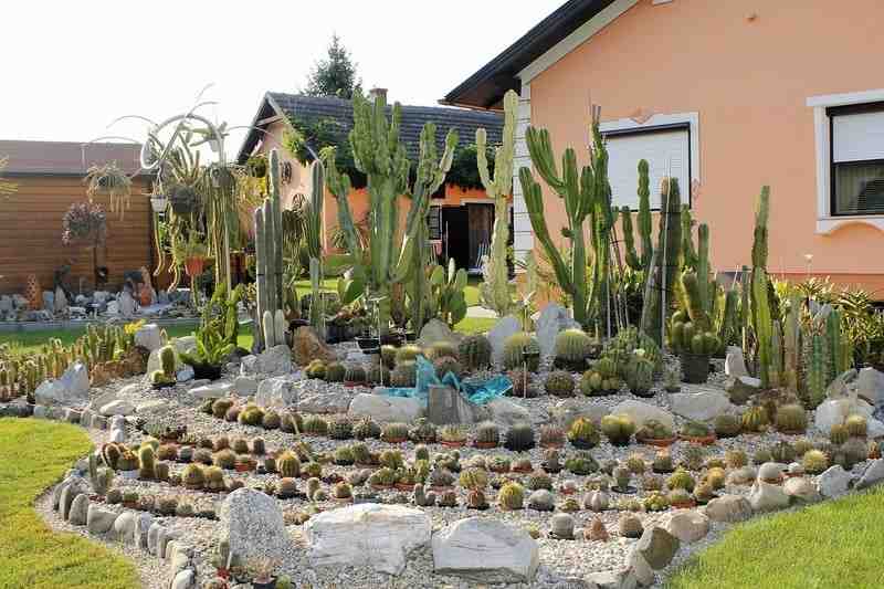 cactus and rock design backyard garden