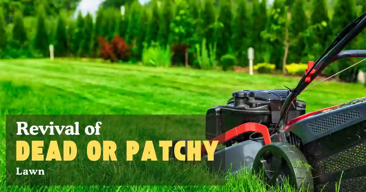 Dead or Patchy Lawn 