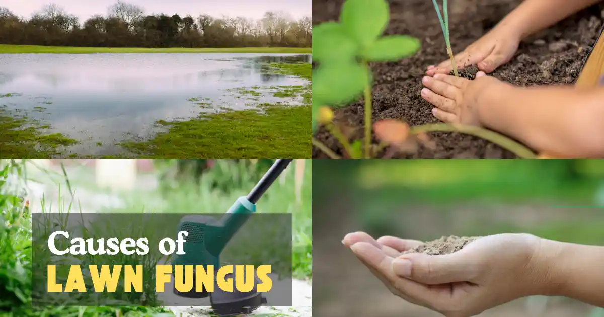 Causes of Lawn Fungus