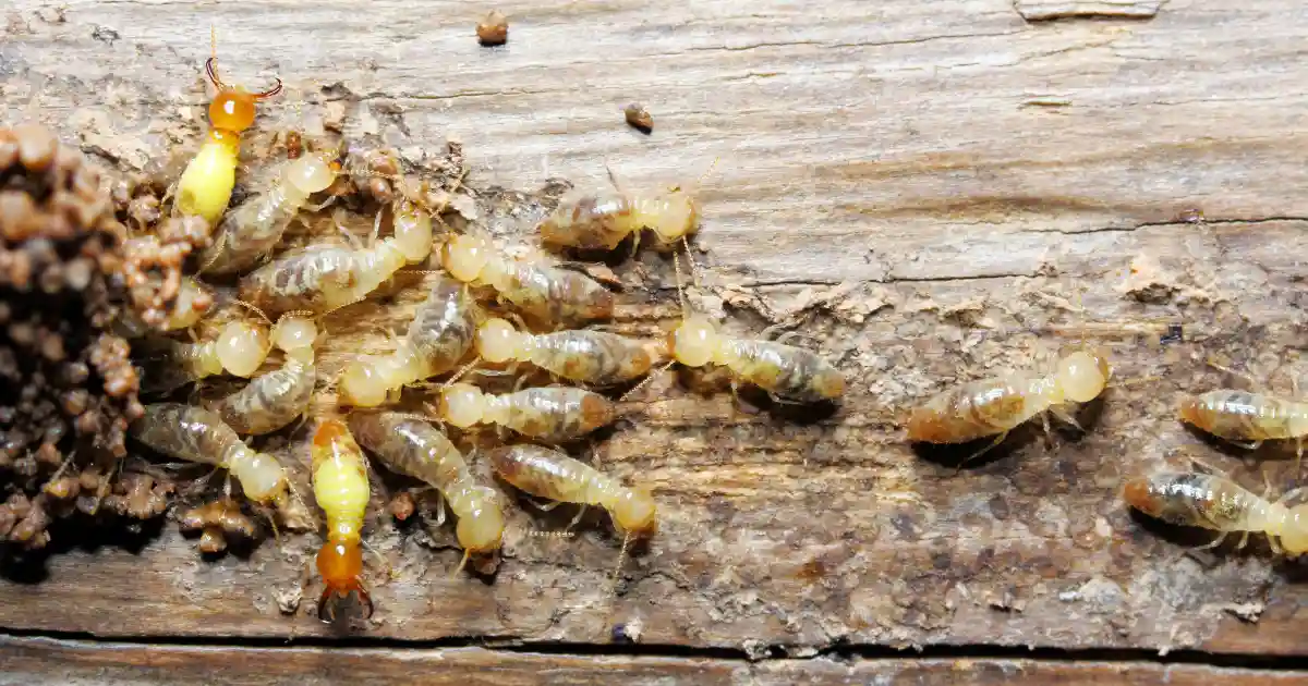 Termite Swarms