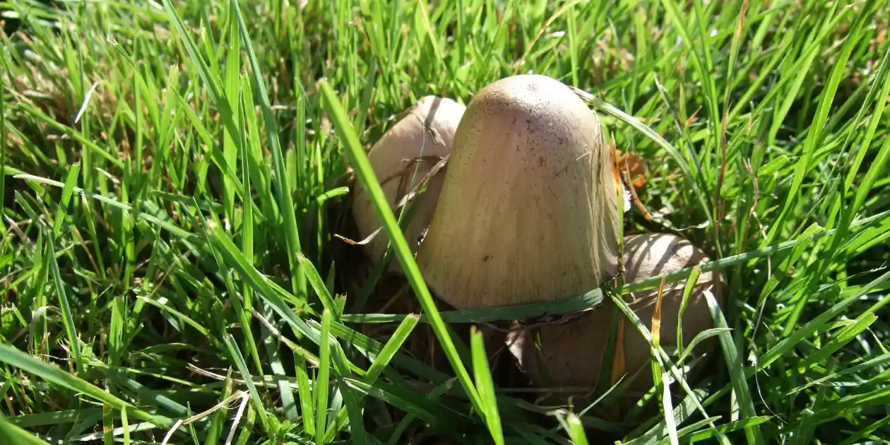 Lawn Fungus