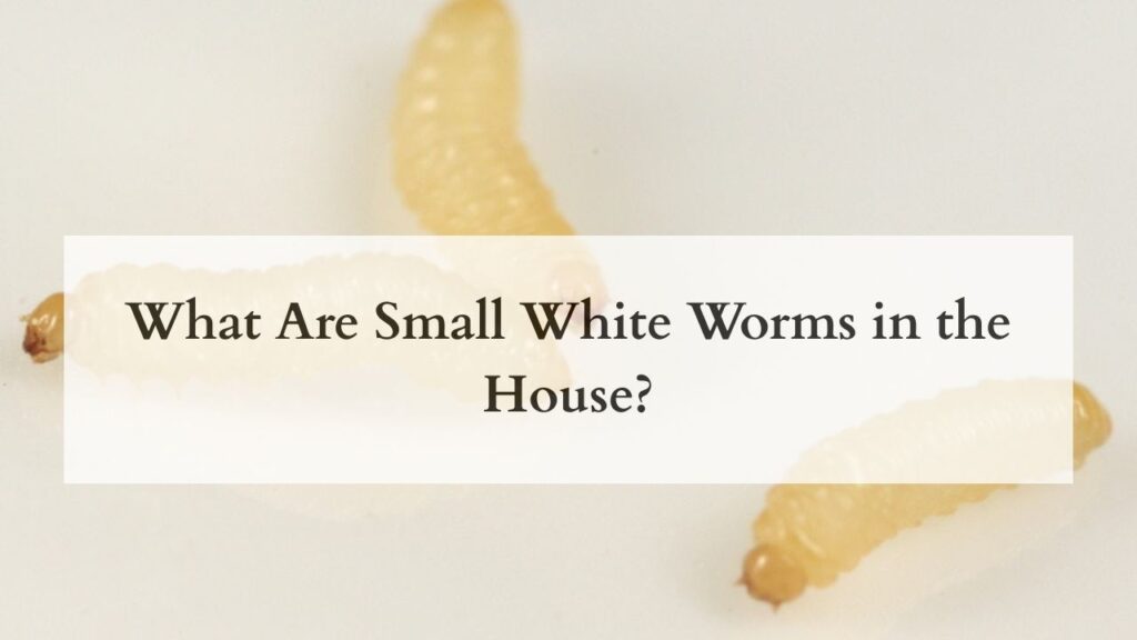 What Are Small White Worms in the House