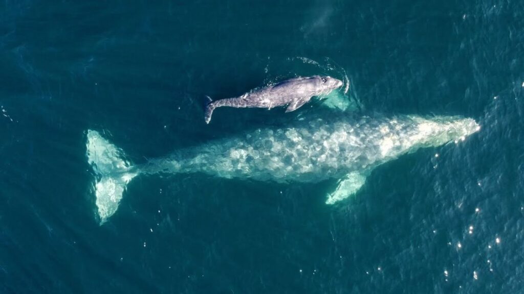 Blue whale baby