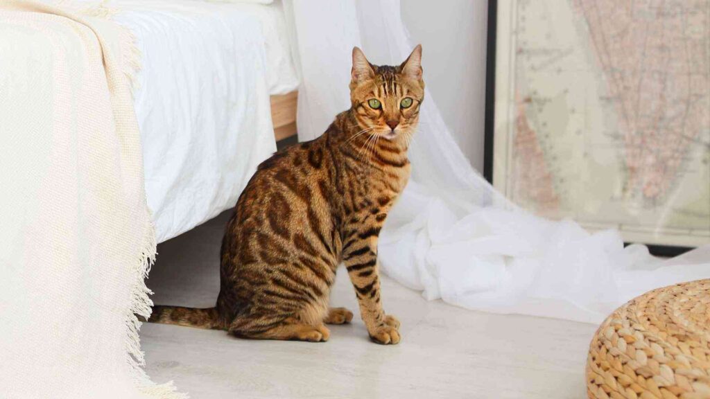 House Cat