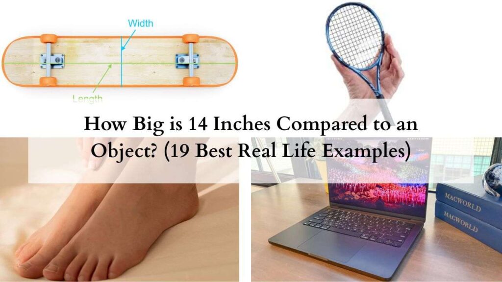 How Big is 14 Inches Compared to an Object (19 Best Real Life Examples)
