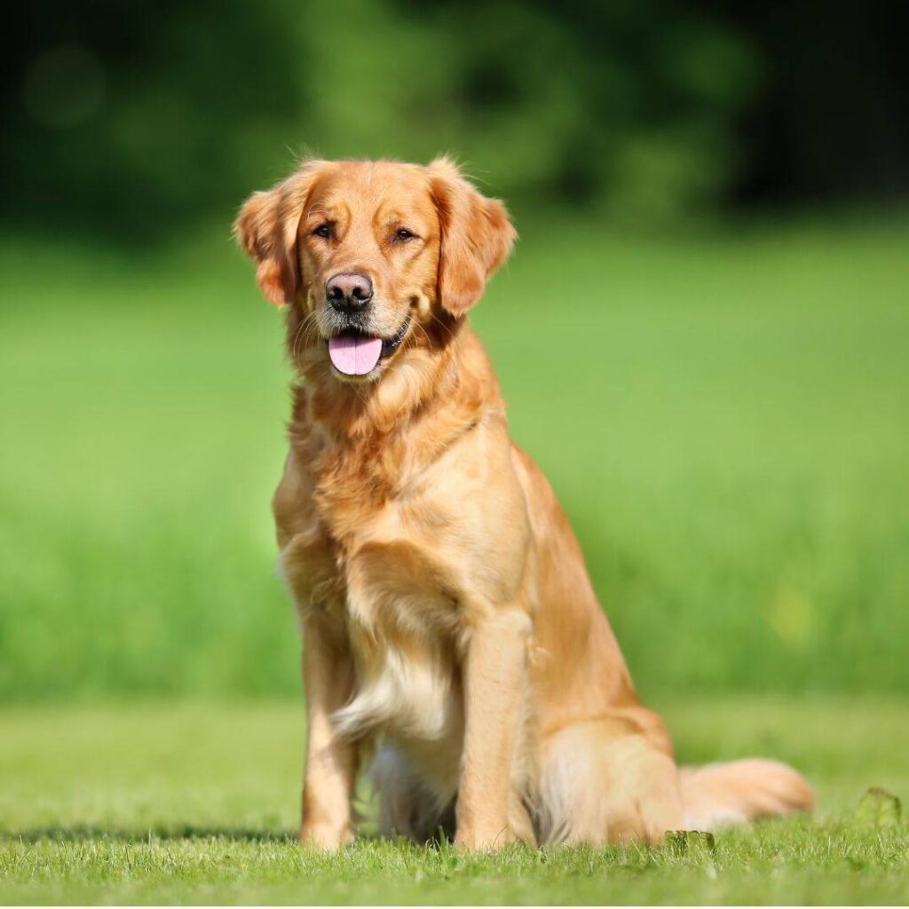 Medium-Sized Dog Breed