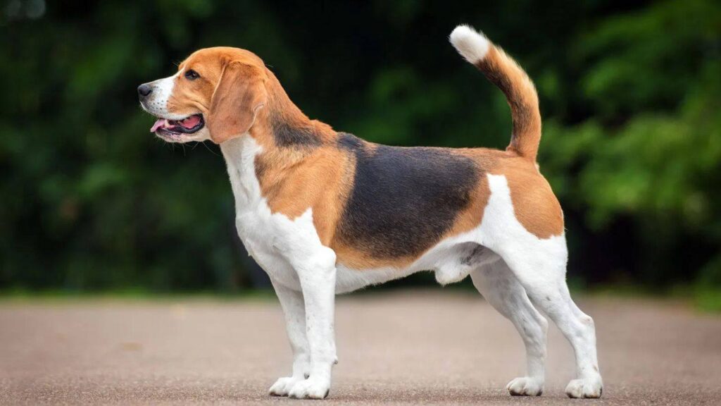 Some Breeds of Dogs