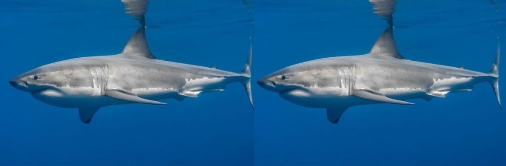 Two Great White Sharks