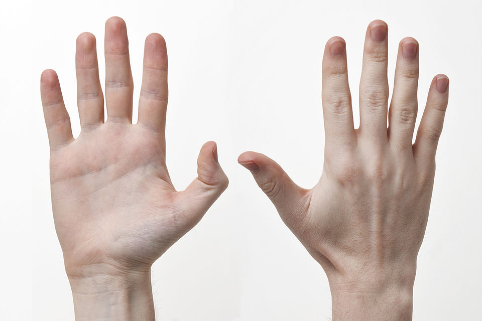 average male hand