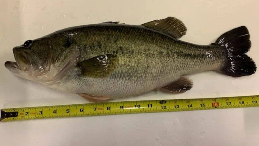 Medium sized fish